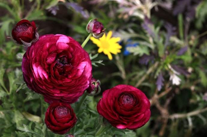 6月13日生日花:花毛茛花语及花毛莨的文化内涵